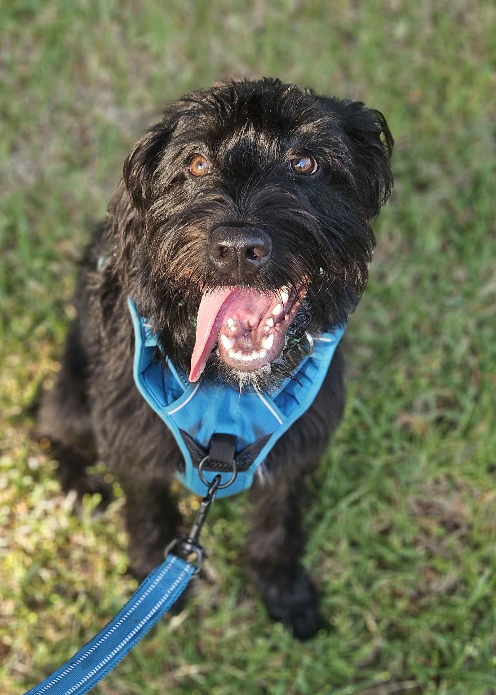 Enlarge Jesse, a Adoptable Terrier in Fort Worth, TX image 2/3