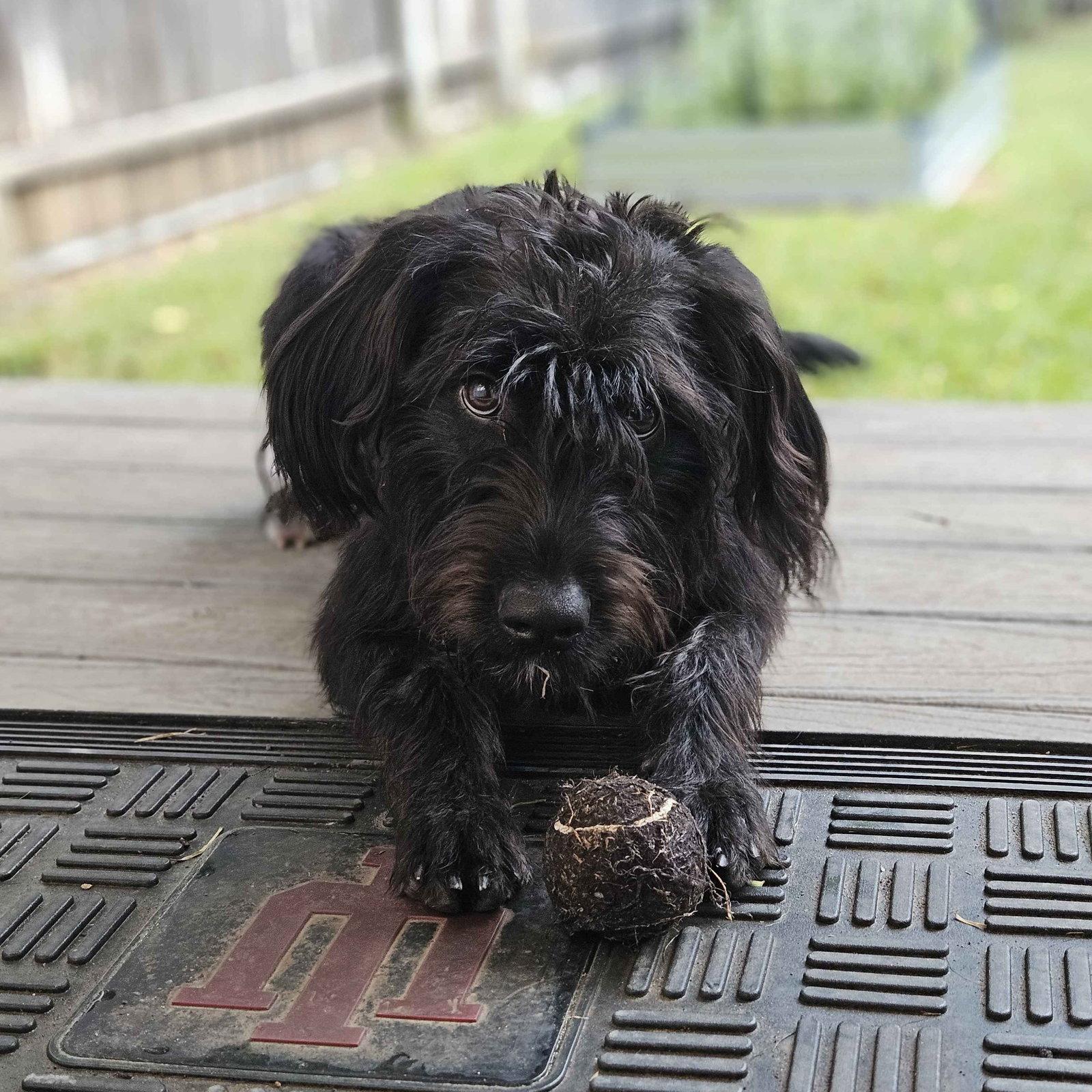 Jesse, Adoptable, Puppy Male Terrier.