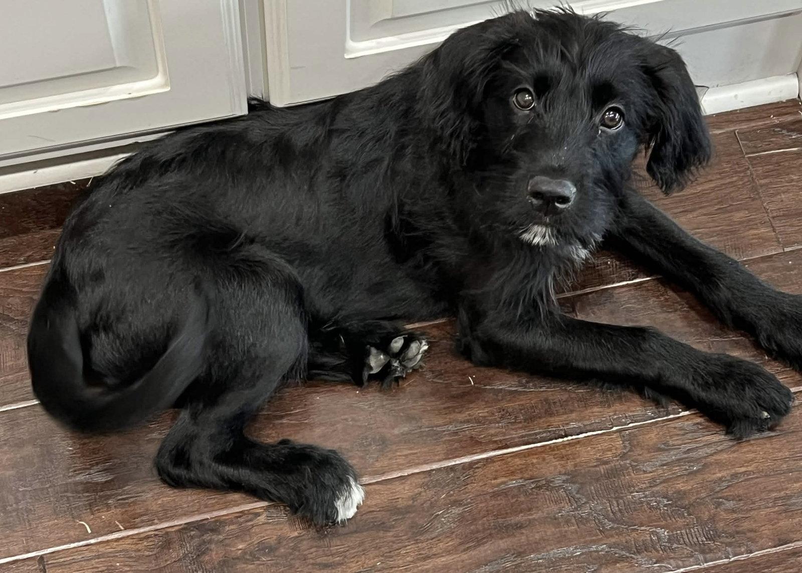 Jesse, Adoptable, Puppy Male Terrier.