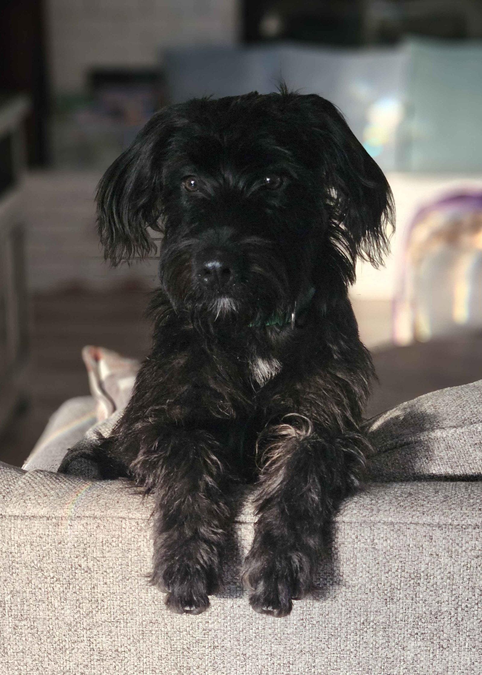 Enlarge Jesse, a Adoptable Terrier in Fort Worth, TX image 2/3