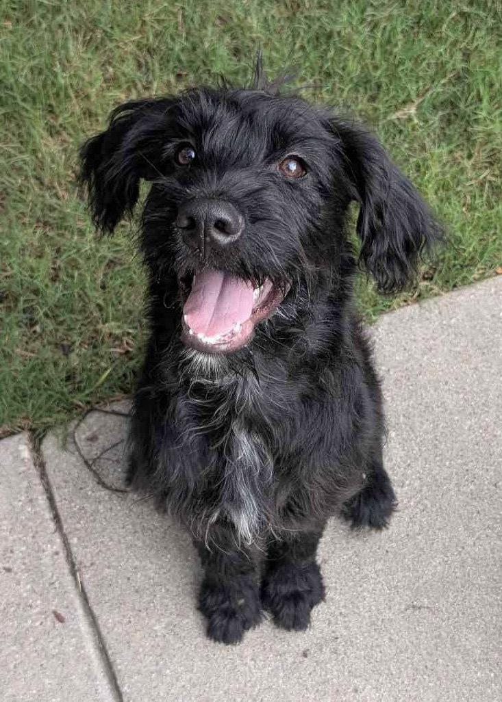 Jesse, a Adoptable Terrier in Fort Worth, TX image 2/3