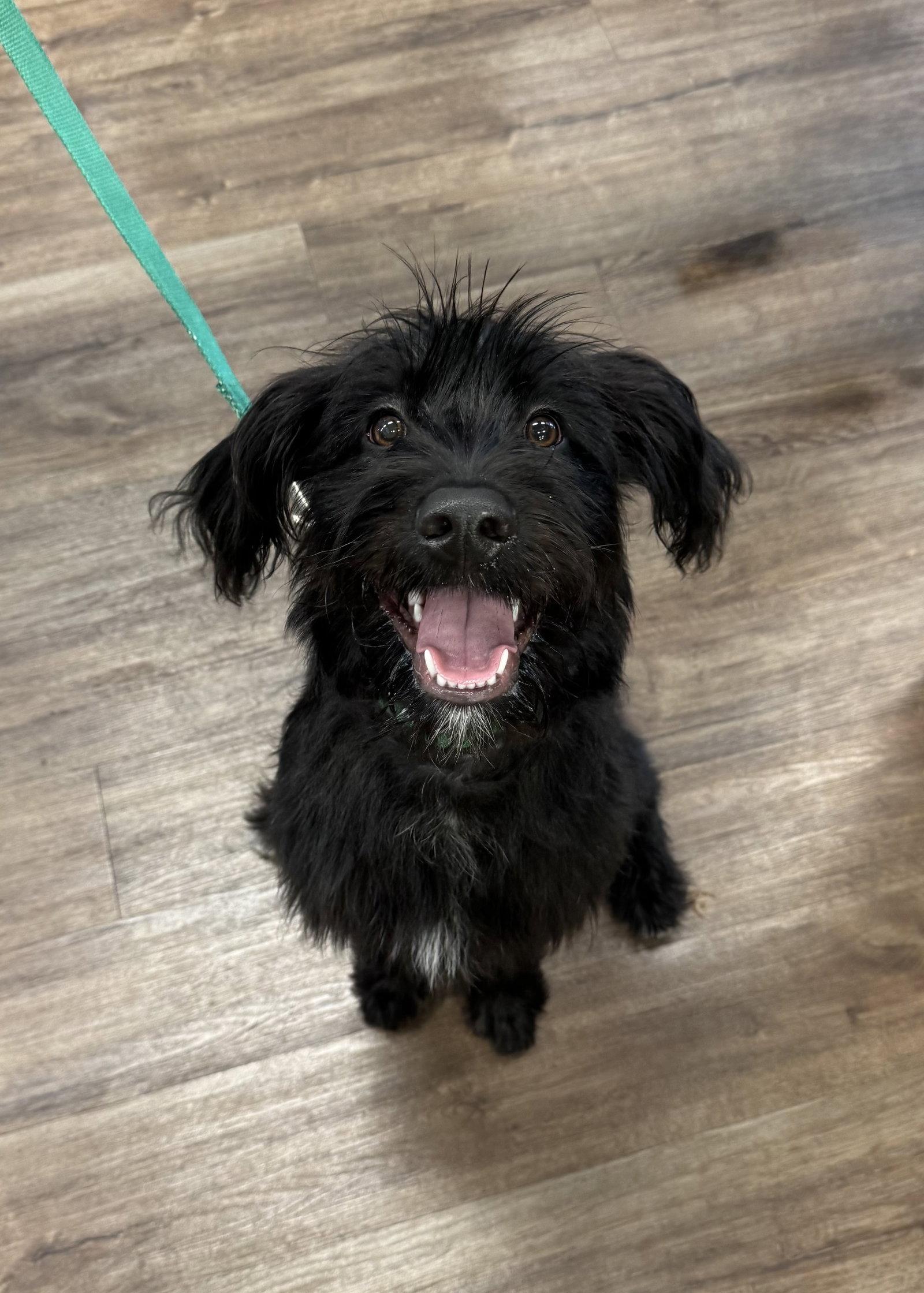 Enlarge Jesse, a Adoptable Terrier in Fort Worth, TX image 2/3