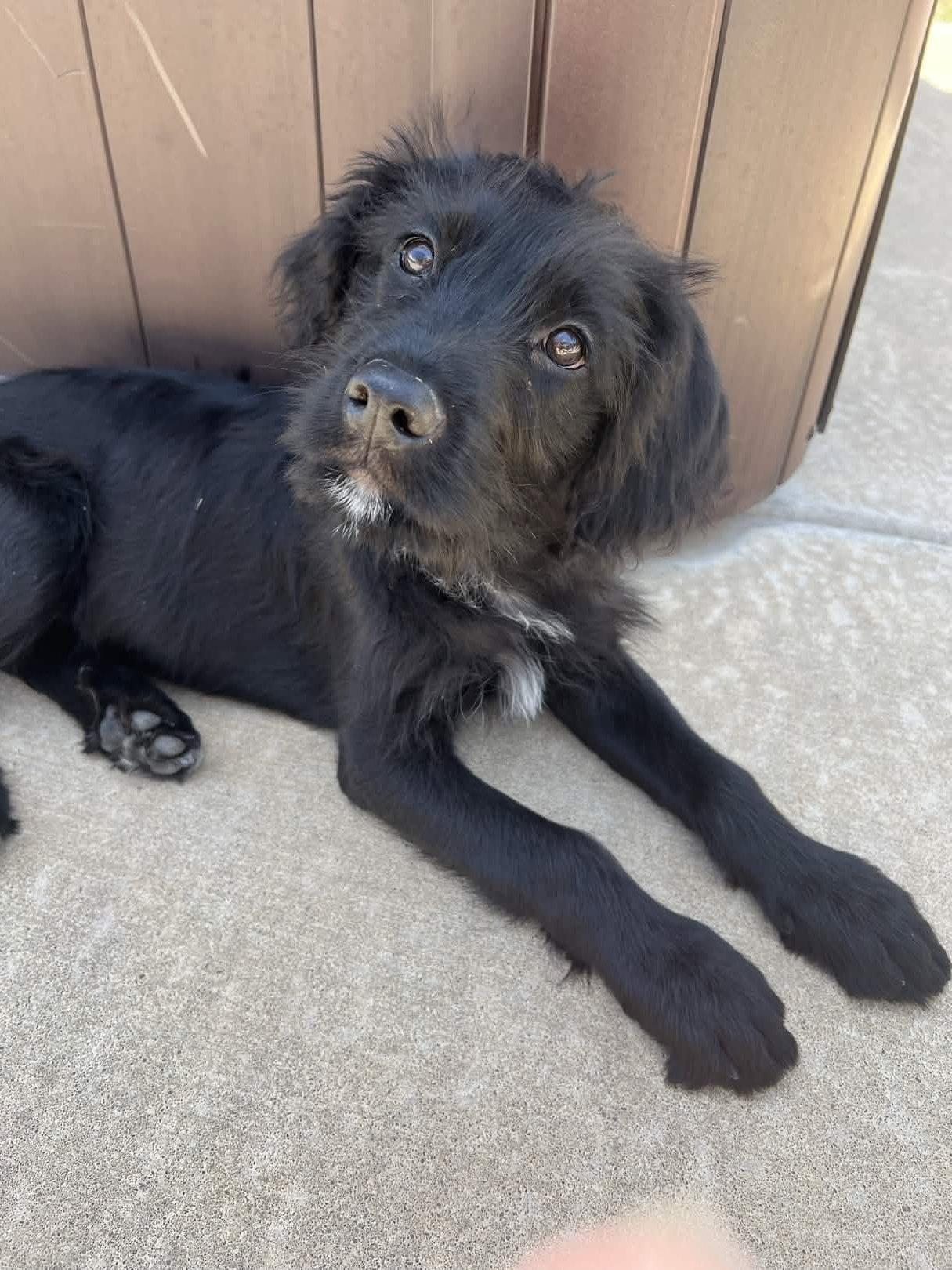 Enlarge Jesse, a Adoptable Terrier in Fort Worth, TX image 3/3