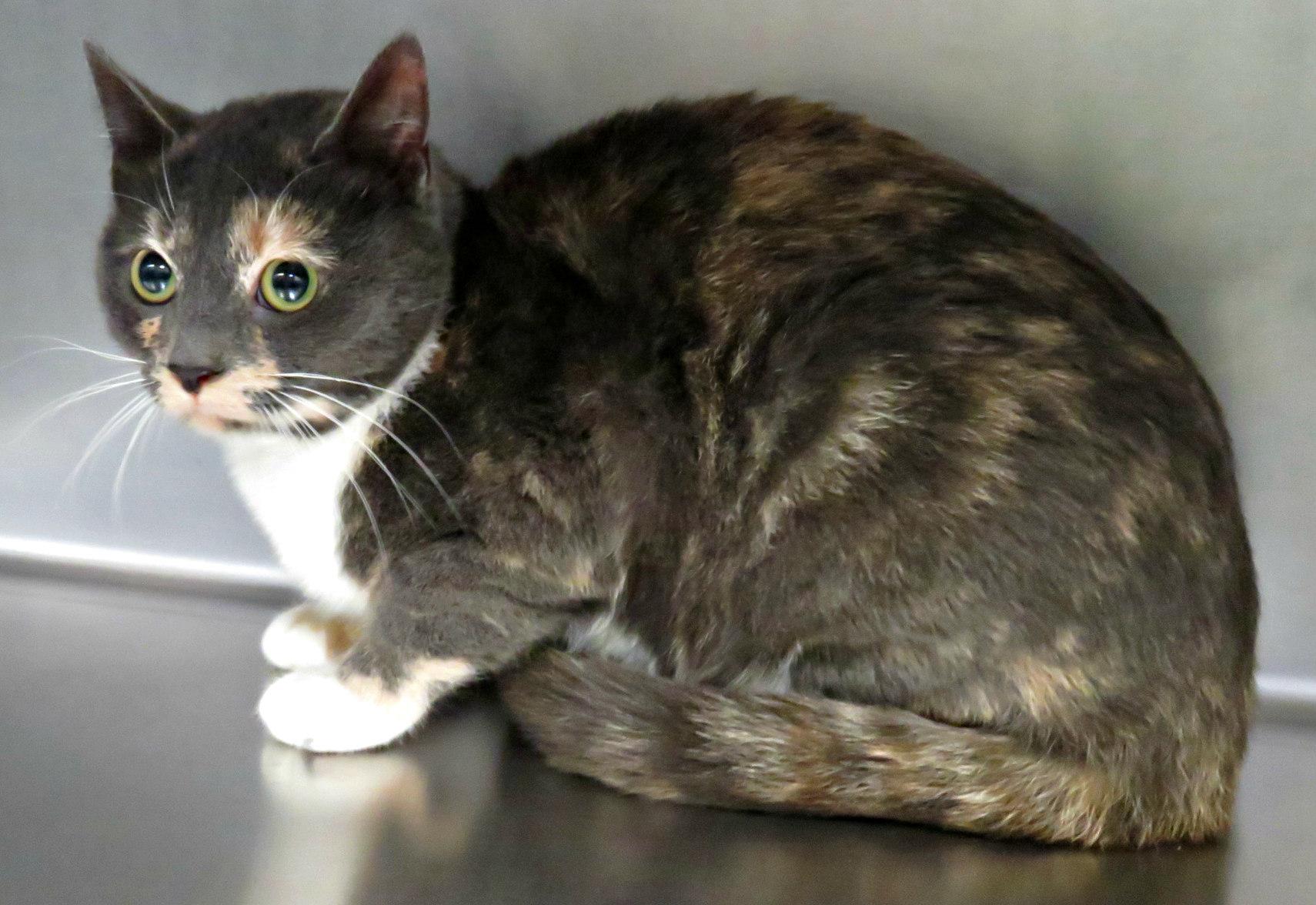 Honey, adopted, Adult Female Domestic Short Hair.