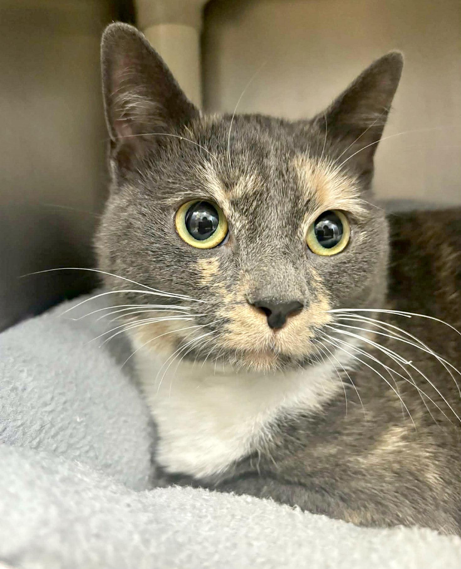 Enlarge Honey, an adopted mixed breed in Lexington, VA image 3/3