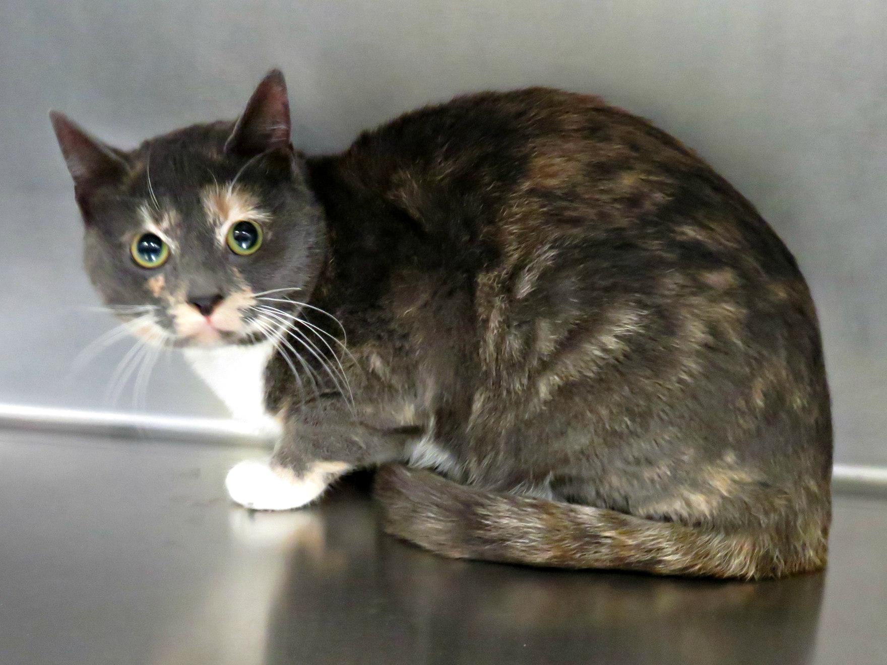 Enlarge Honey, an adopted mixed breed in Lexington, VA image 2/3