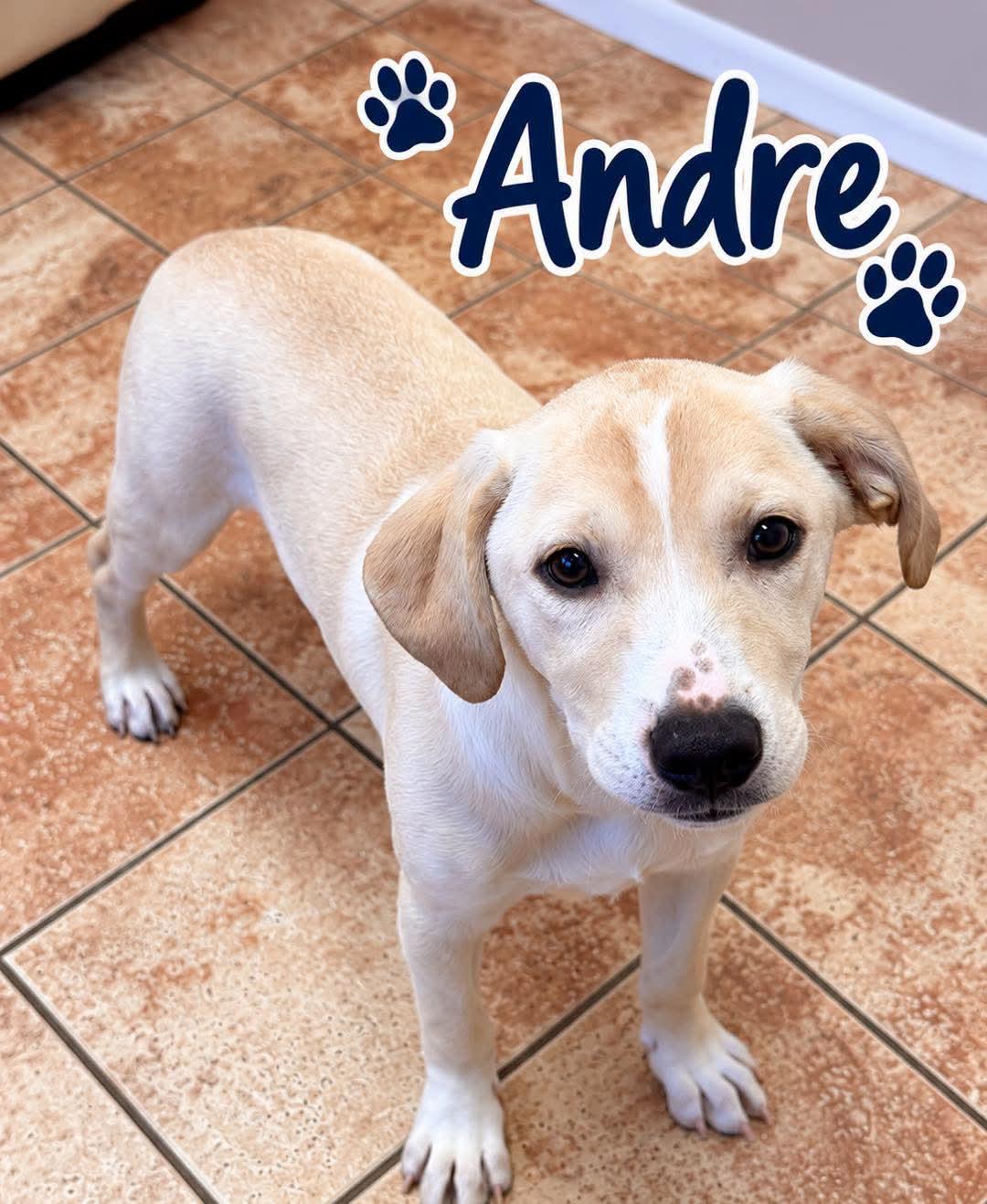 Andre the Giant, Adoptable, Young Female Labrador Retriever.