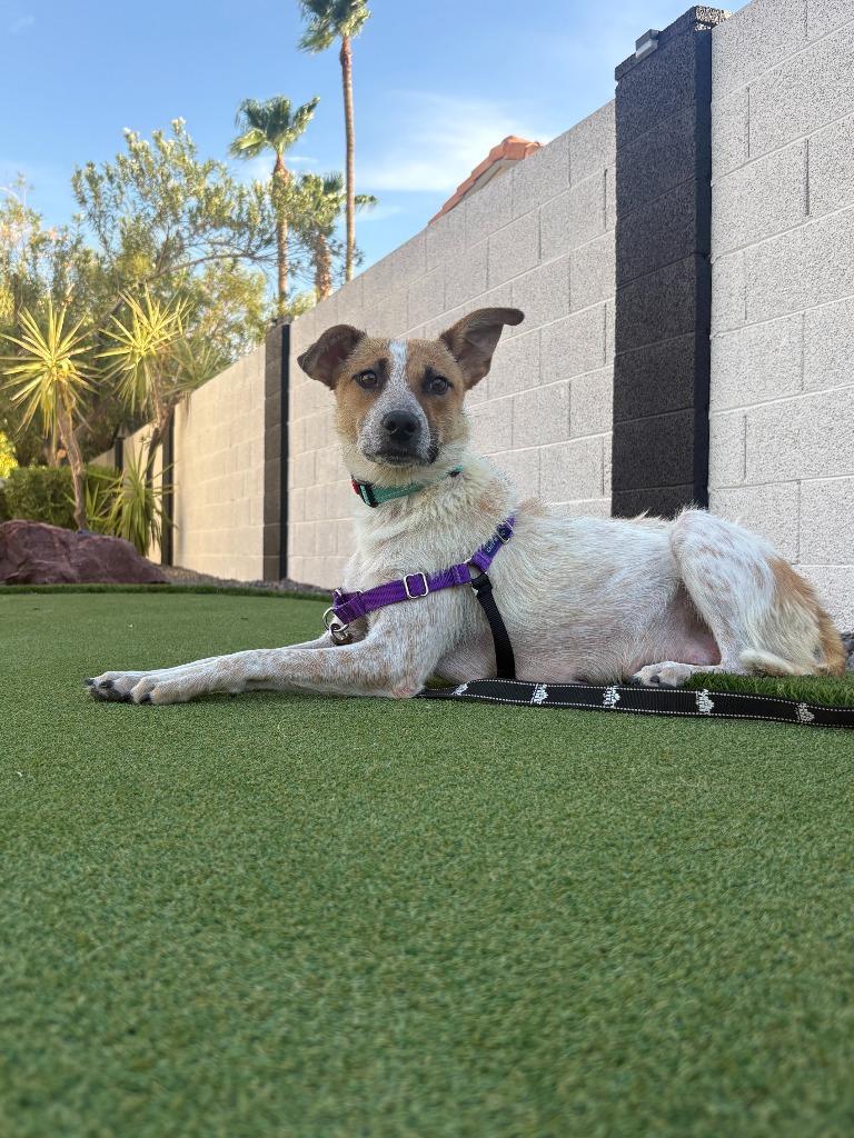Tilde, Adoptable, Young Female Cattle Dog & Terrier.