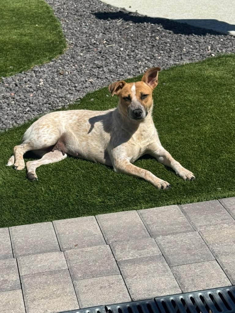 Enlarge Tilde, a Adoptable mixed breed in Phoenix, AZ image 2/6