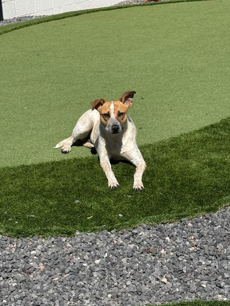 Enlarge Tilde, a Adoptable mixed breed in Phoenix, AZ image 3/6