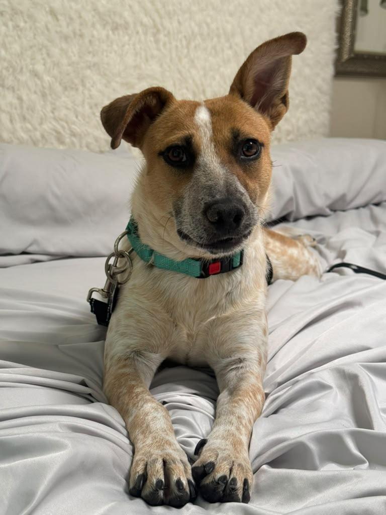 Enlarge Tilde, a Adoptable mixed breed in Phoenix, AZ image 4/6