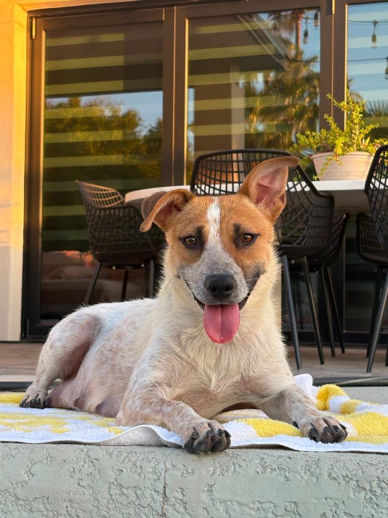 Enlarge Tilde, a Adoptable mixed breed in Phoenix, AZ image 3/3