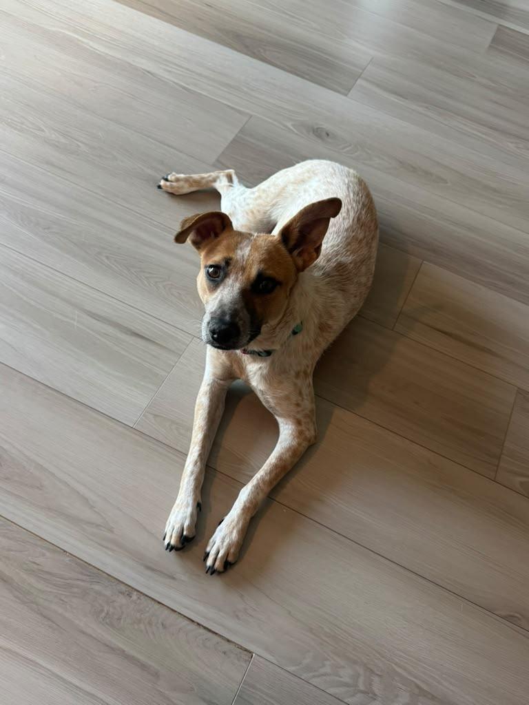 Enlarge Tilde, a Adoptable mixed breed in Phoenix, AZ image 6/6