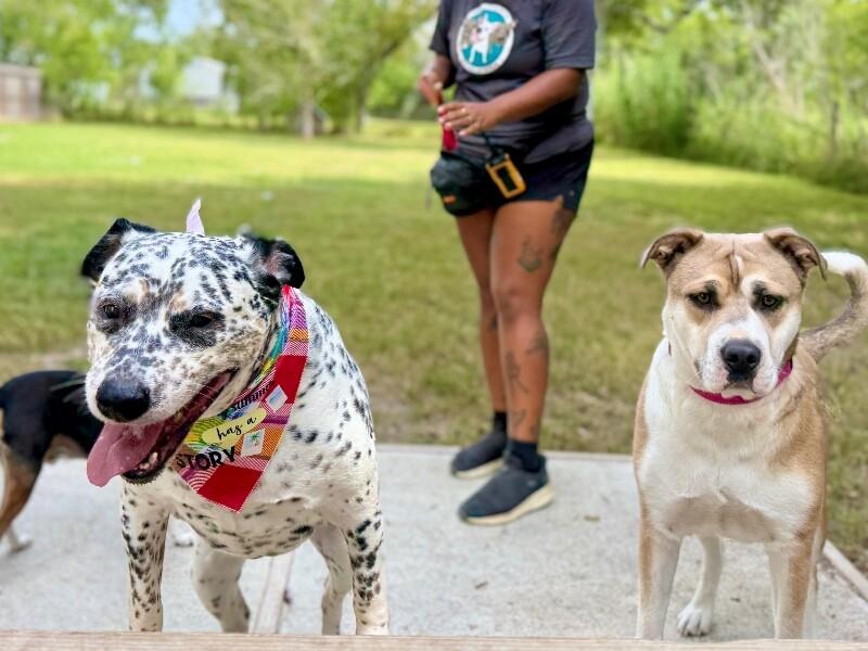 Enlarge Dottie Darling Dalmatian, a Adoptable mixed breed in Friendswood, TX image 3/6