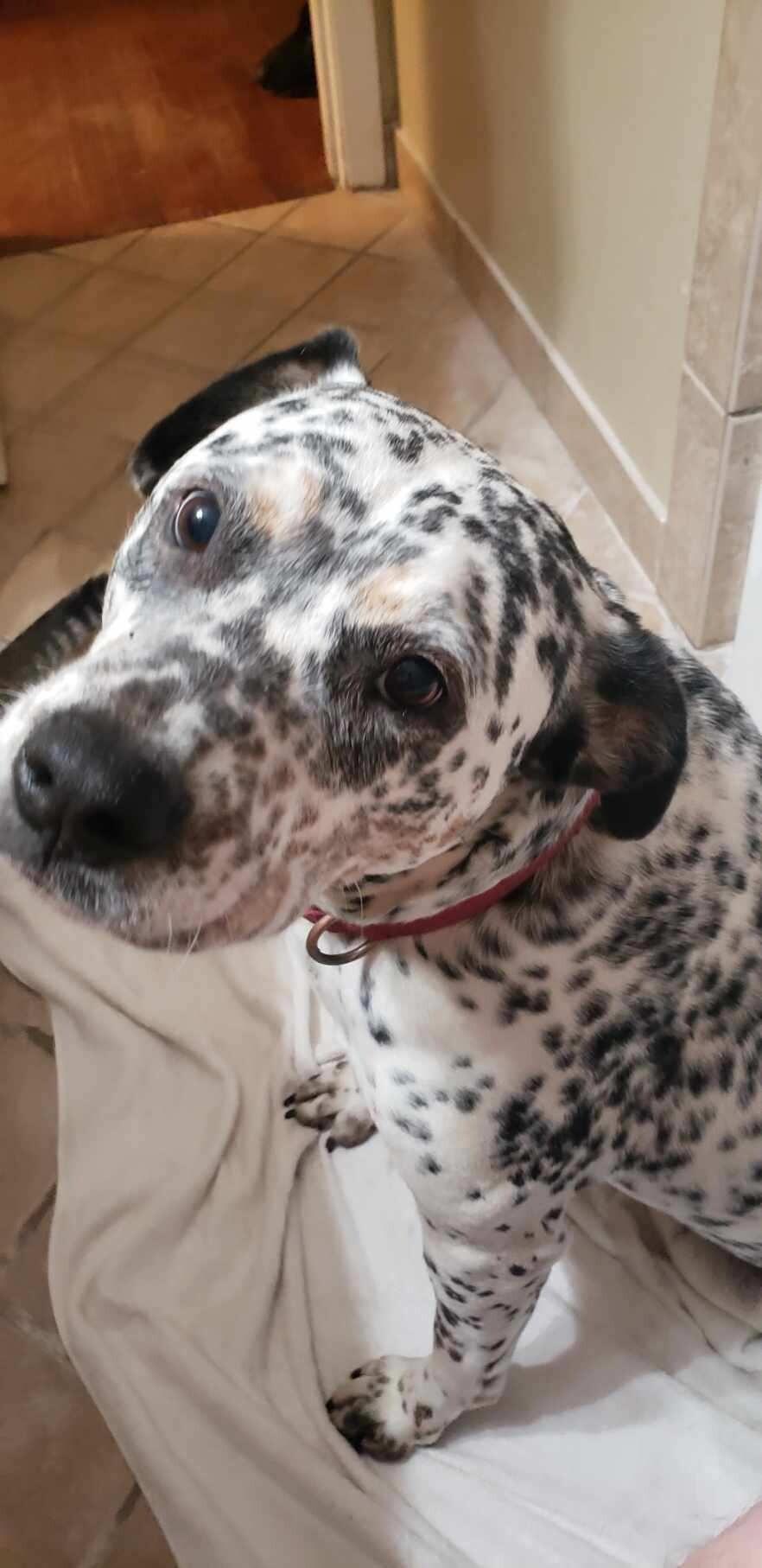 Enlarge Dottie Darling Dalmatian, a Adoptable mixed breed in Friendswood, TX image 2/6