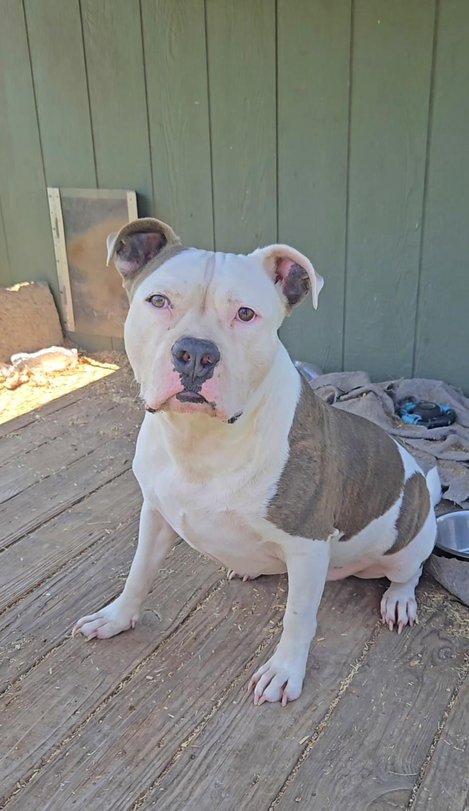 Ethan, Adoptable, Adult Male American Staffordshire Terrier.