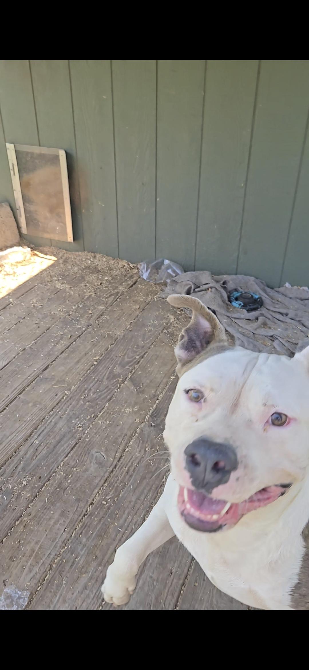 Enlarge Ethan, a Adoptable American Staffordshire Terrier in Plano, TX image 2/2