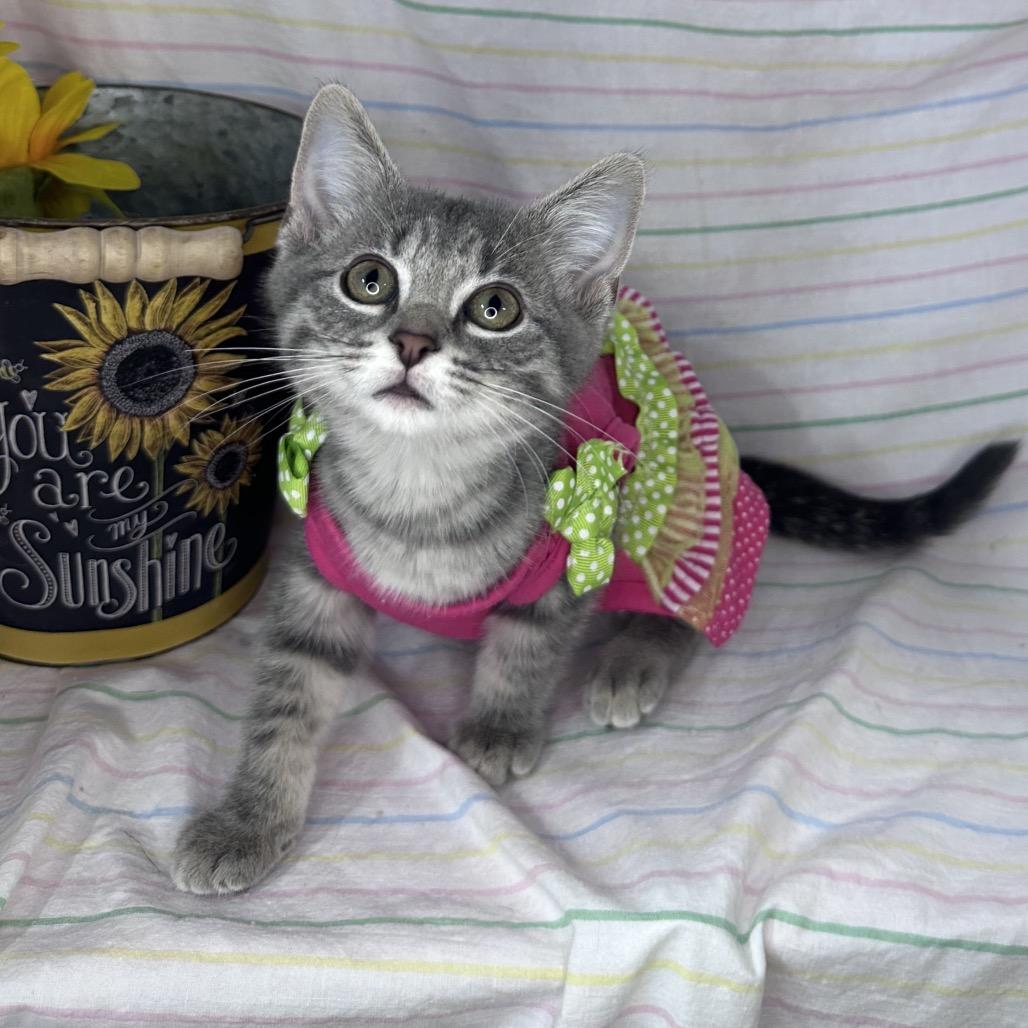 Starlight, Adoptable, Kitten Female Bengal & Domestic Short Hair.