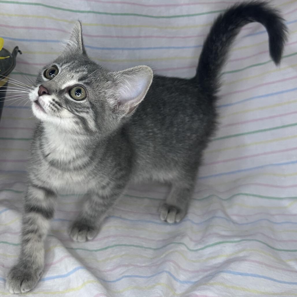 Enlarge Starlight, a Adoptable mixed breed in Mount Vernon, IL image 2/6