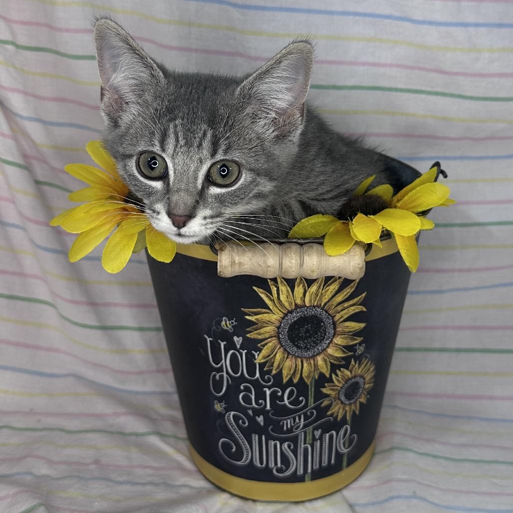 Enlarge Starlight, a Adoptable mixed breed in Mount Vernon, IL image 3/6