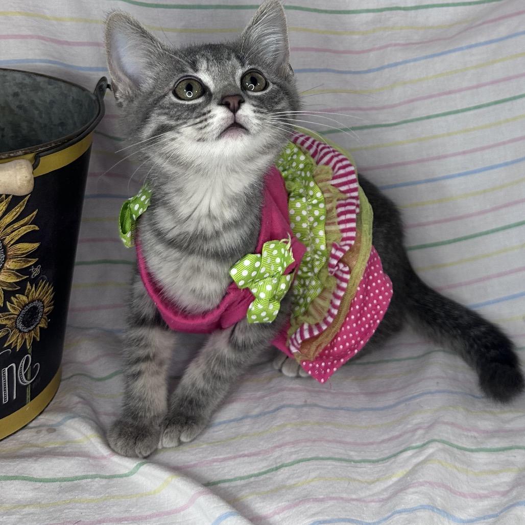 Enlarge Starlight, a Adoptable mixed breed in Mount Vernon, IL image 4/6