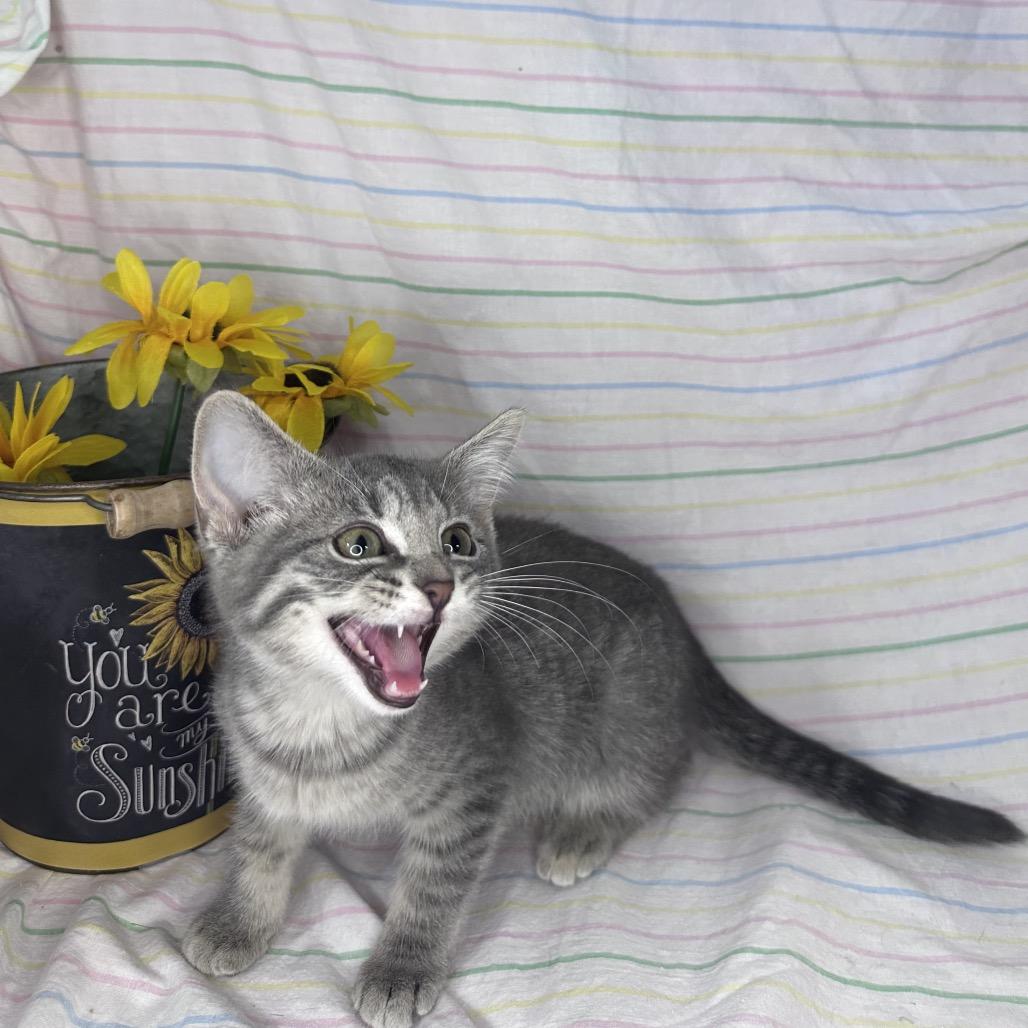 Enlarge Starlight, a Adoptable mixed breed in Mount Vernon, IL image 5/6