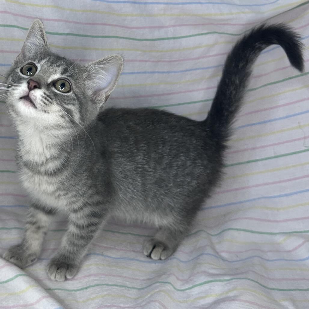 Enlarge Starlight, a Adoptable mixed breed in Mount Vernon, IL image 6/6