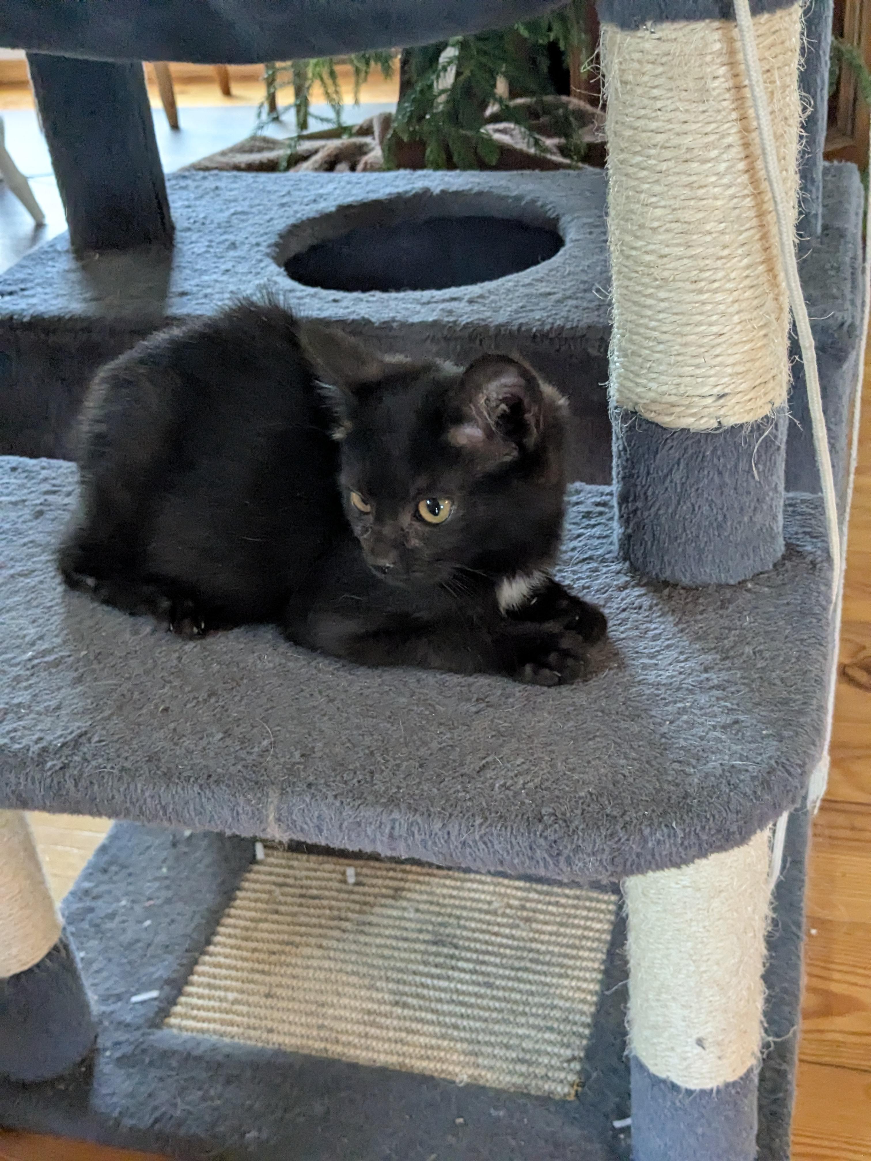 Harry, an adopted mixed breed in Harwinton, CT image 2/3