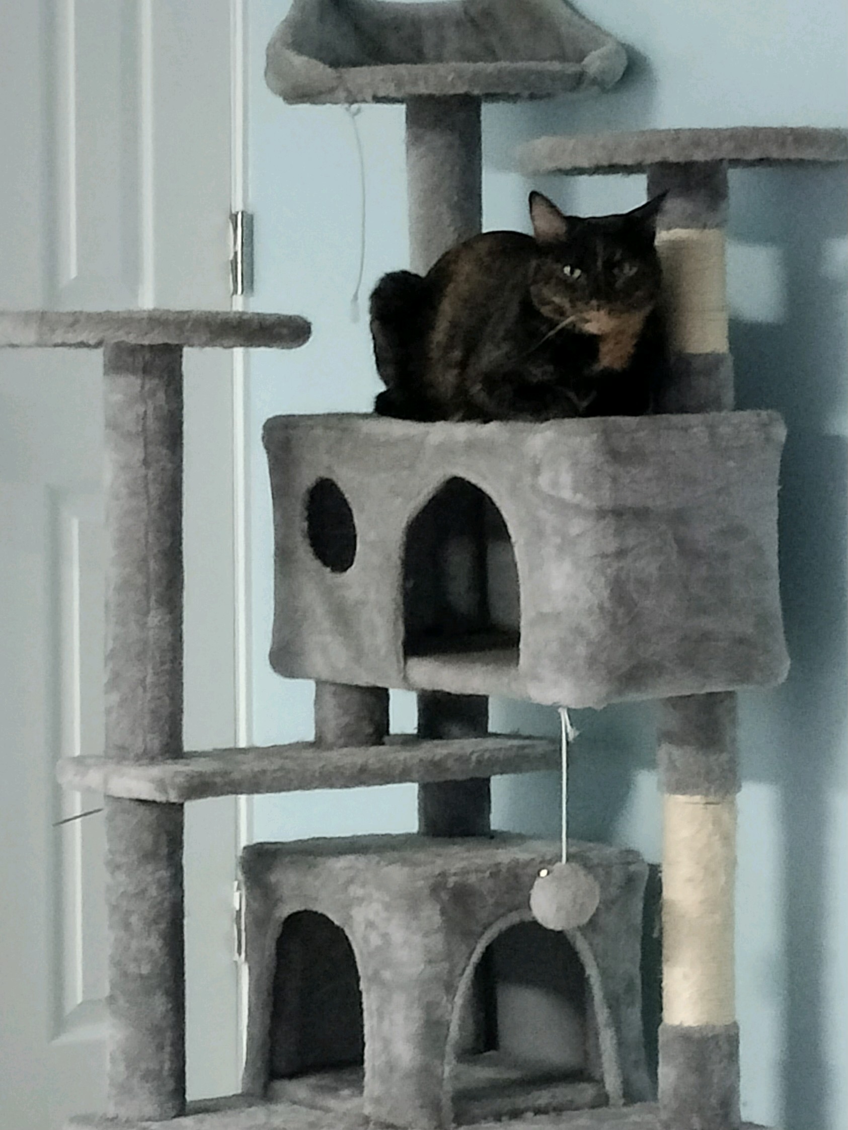 Reggie and Reece, Adoptable, Adult Female Domestic Short Hair.