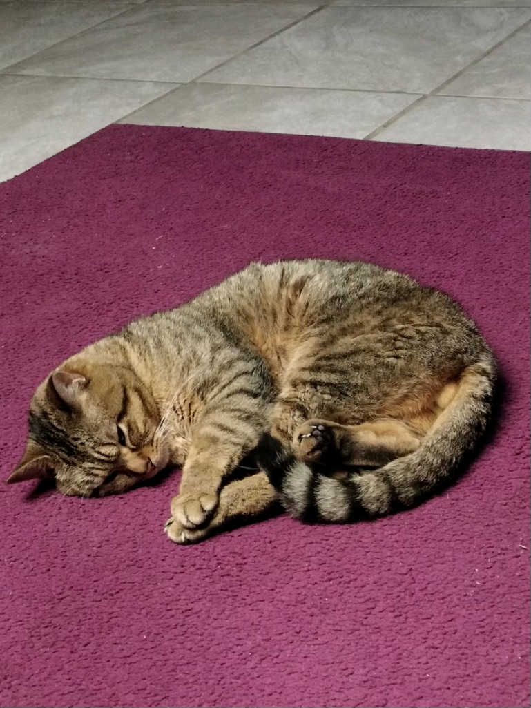 Enlarge Reggie and Reece, a Adoptable Domestic Short Hair in Holly, MI image 2/2