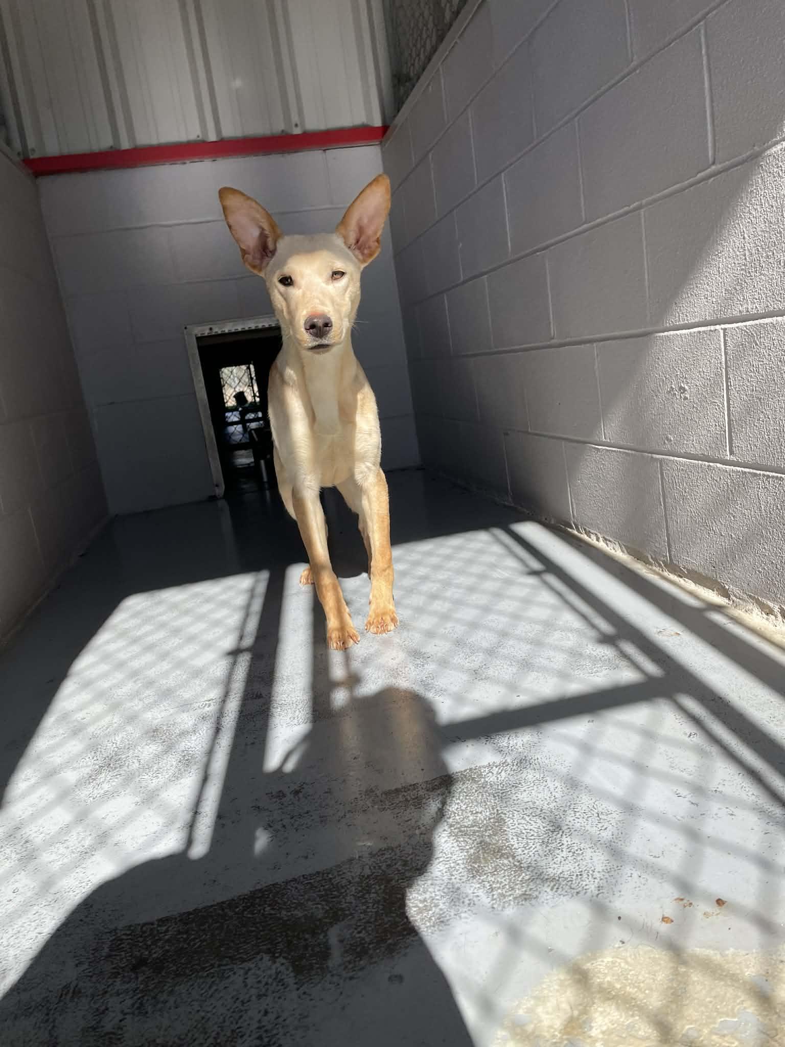 Enlarge Stephanie, a ADOPTABLE mixed breed in Bishopville, SC image 1/1