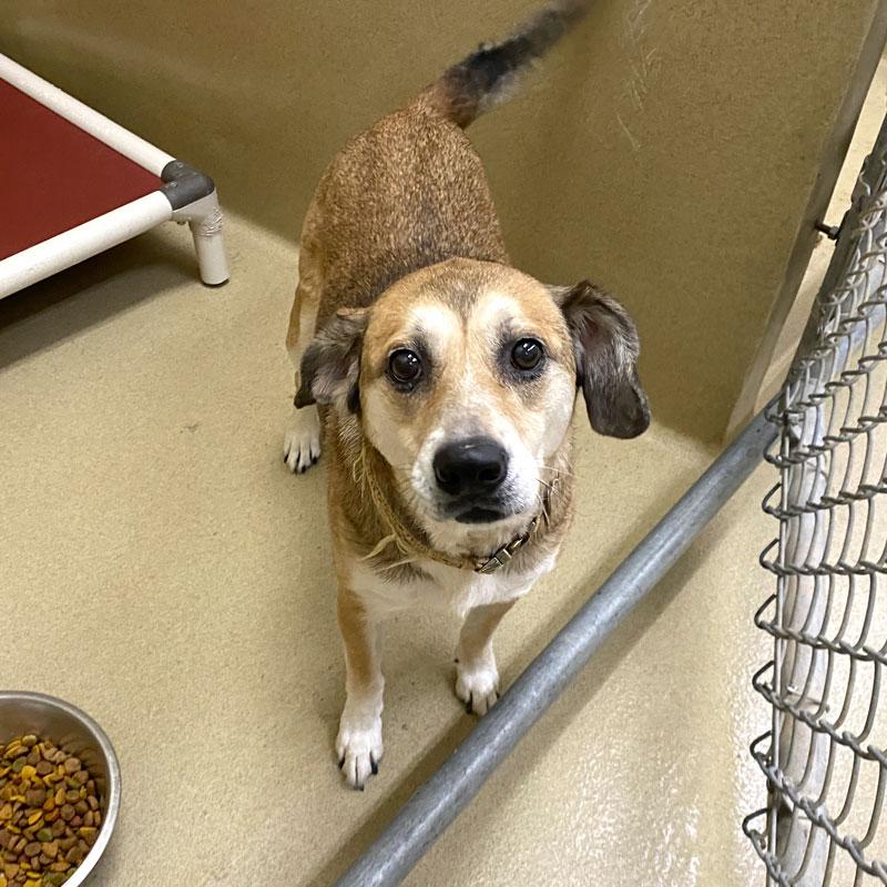 Enlarge Bluie #22466, a ADOPTABLE mixed breed in Monroe, GA image 1/1