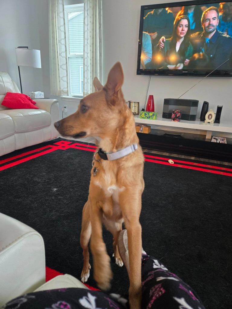 Gabriella, Adoptable, Young Female Mixed Breed.