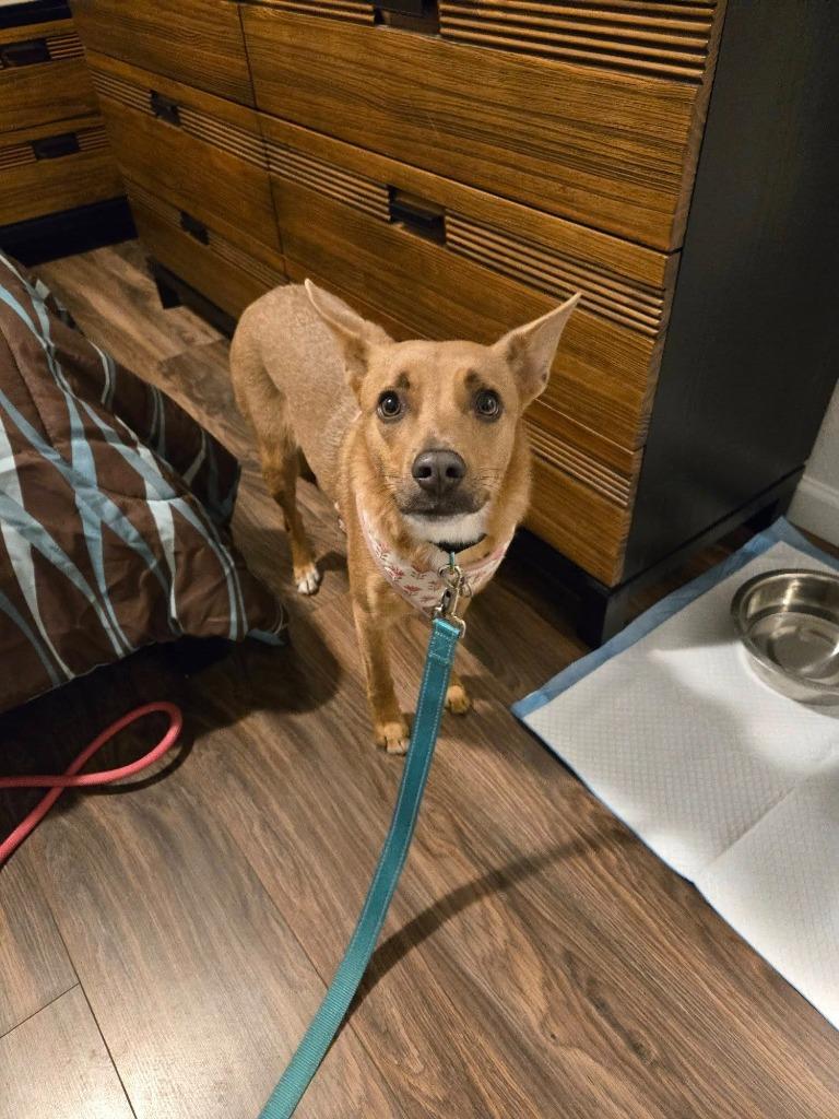 Enlarge Gabriella, a Adoptable mixed breed in Fond Du Lac, WI image 1/6