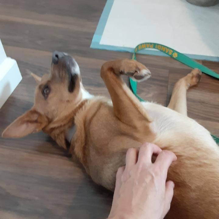 Enlarge Gabriella, a Adoptable mixed breed in Fond Du Lac, WI image 2/6