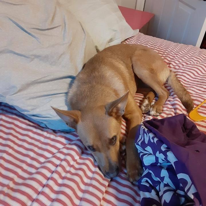 Enlarge Gabriella, a Adoptable mixed breed in Fond Du Lac, WI image 3/6