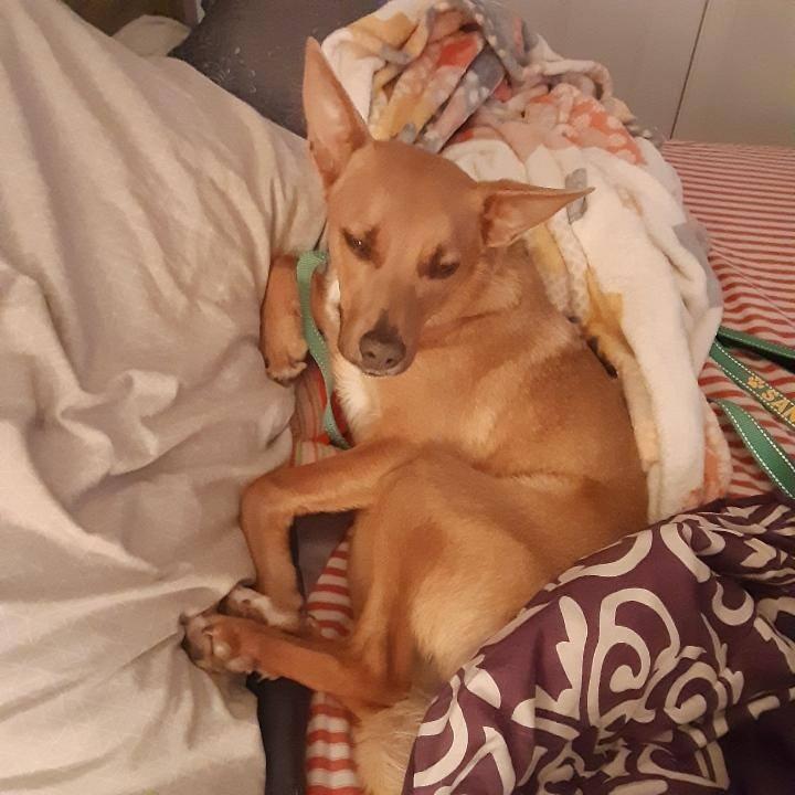 Enlarge Gabriella, a Adoptable mixed breed in Fond Du Lac, WI image 4/6