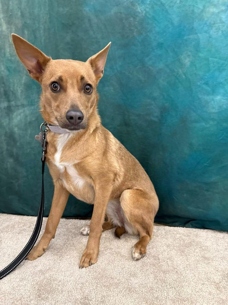 Enlarge Gabriella, a Adoptable mixed breed in Fond Du Lac, WI image 5/6