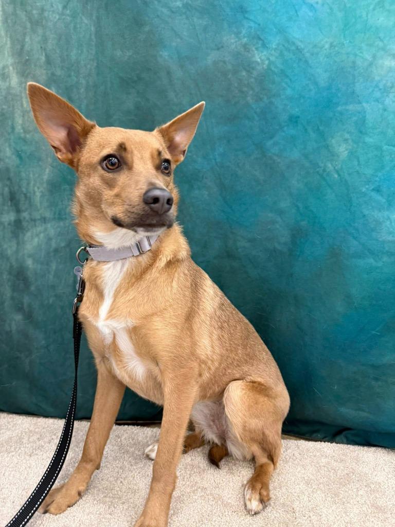 Enlarge Gabriella, a Adoptable mixed breed in Fond Du Lac, WI image 6/6