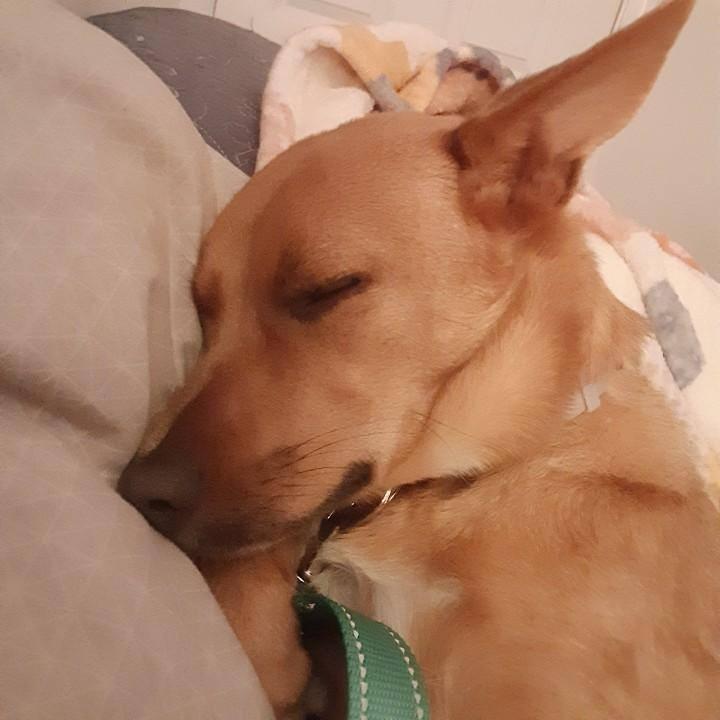 Enlarge Gabriella, a Adoptable mixed breed in Fond Du Lac, WI image 5/6