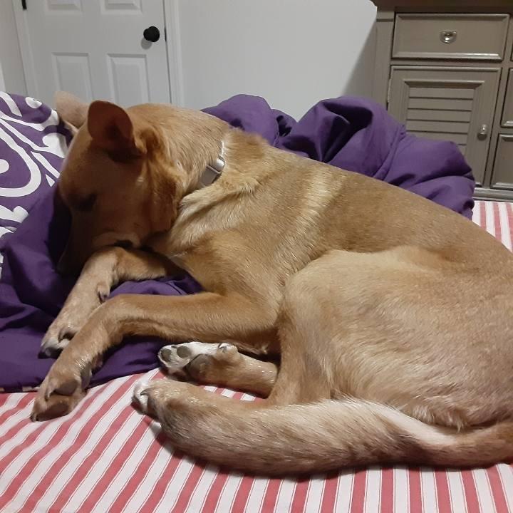 Enlarge Gabriella, a Adoptable mixed breed in Fond Du Lac, WI image 6/6