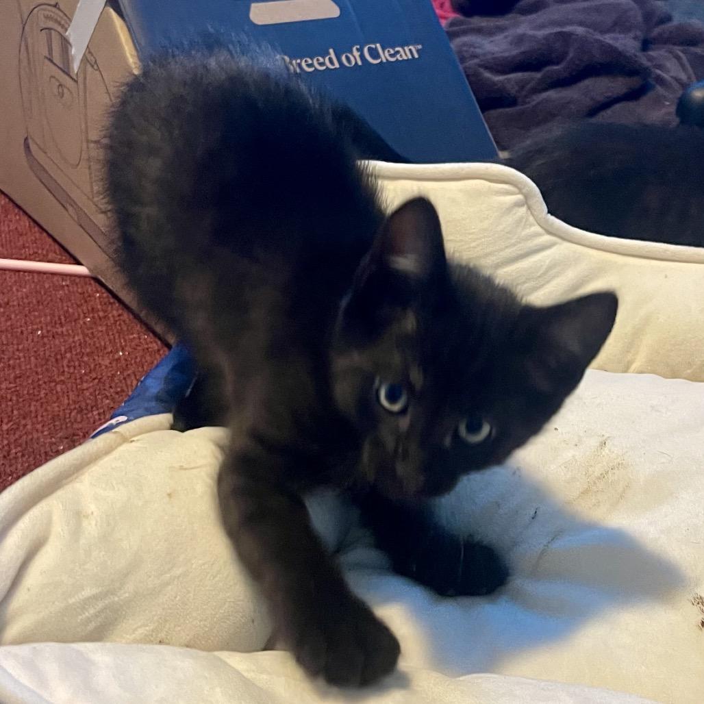 Enlarge Frisbee, a Adoptable Domestic Short Hair in Keizer, OR image 1/5