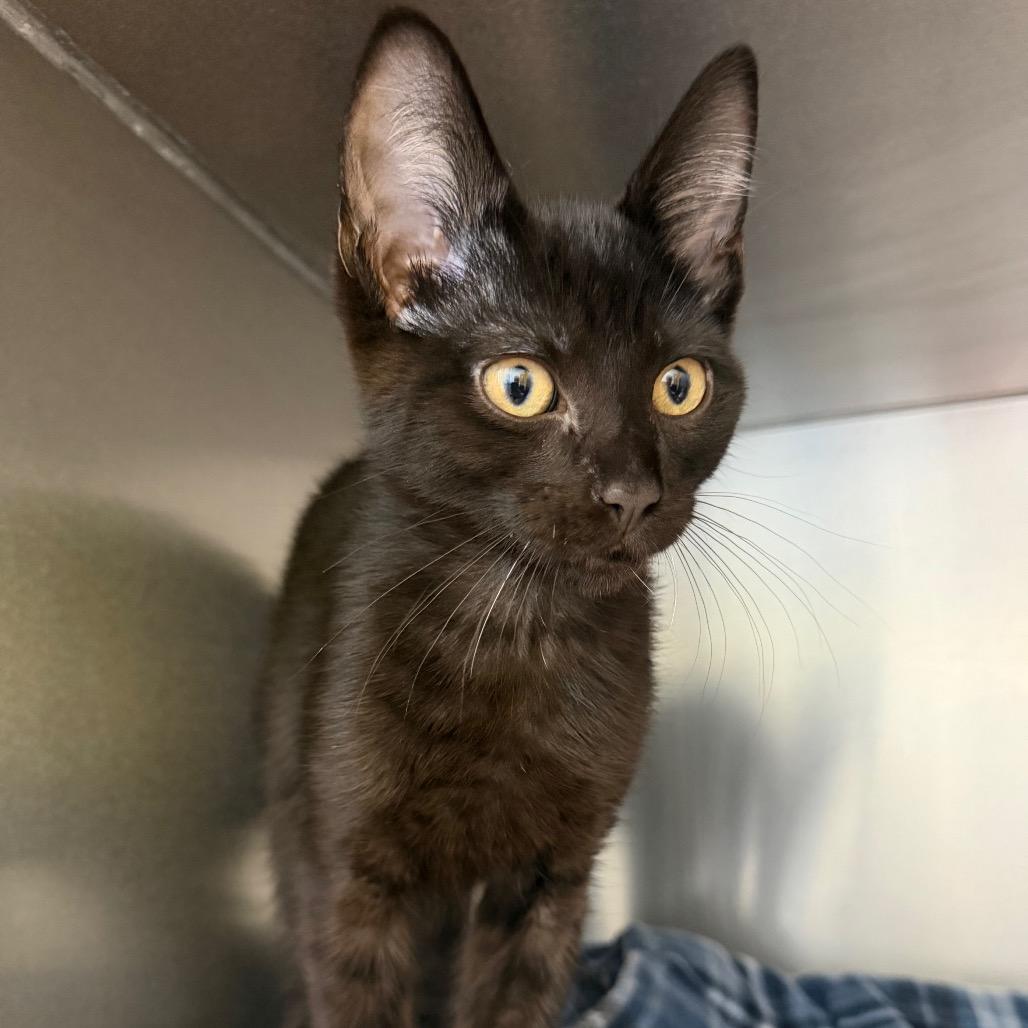 Enlarge Frisbee, a Adoptable Domestic Short Hair in Keizer, OR image 2/5