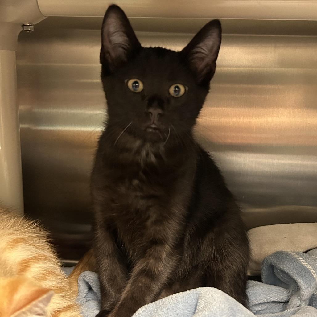 Enlarge Frisbee, a Adoptable Domestic Short Hair in Keizer, OR image 4/5