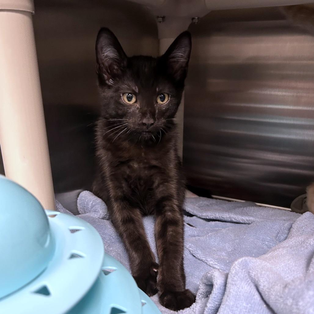 Enlarge Frisbee, a Adoptable Domestic Short Hair in Keizer, OR image 5/5