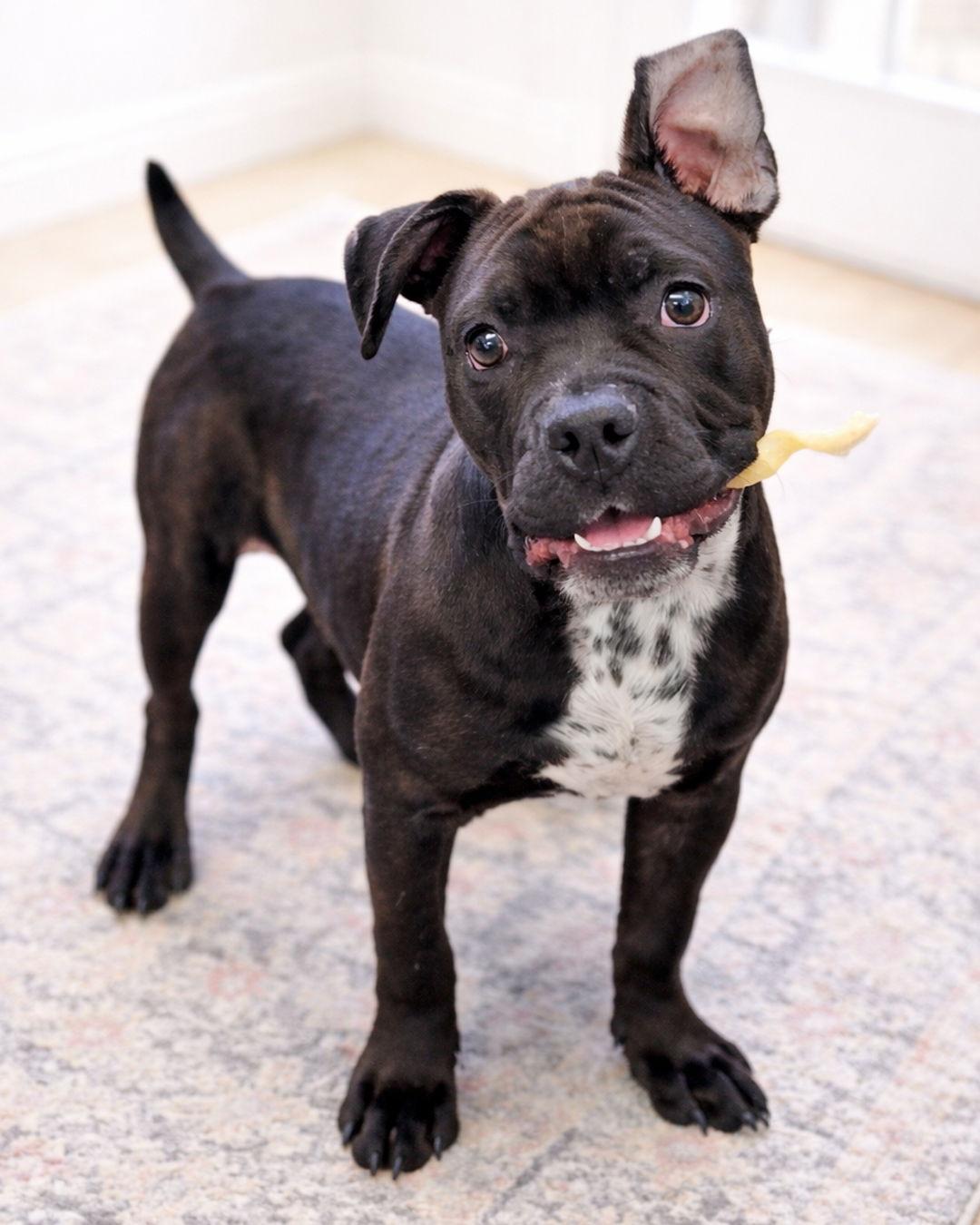 Baby Groot, Adopted, Puppy Male Pit Bull Terrier & American Staffordshire Terrier.