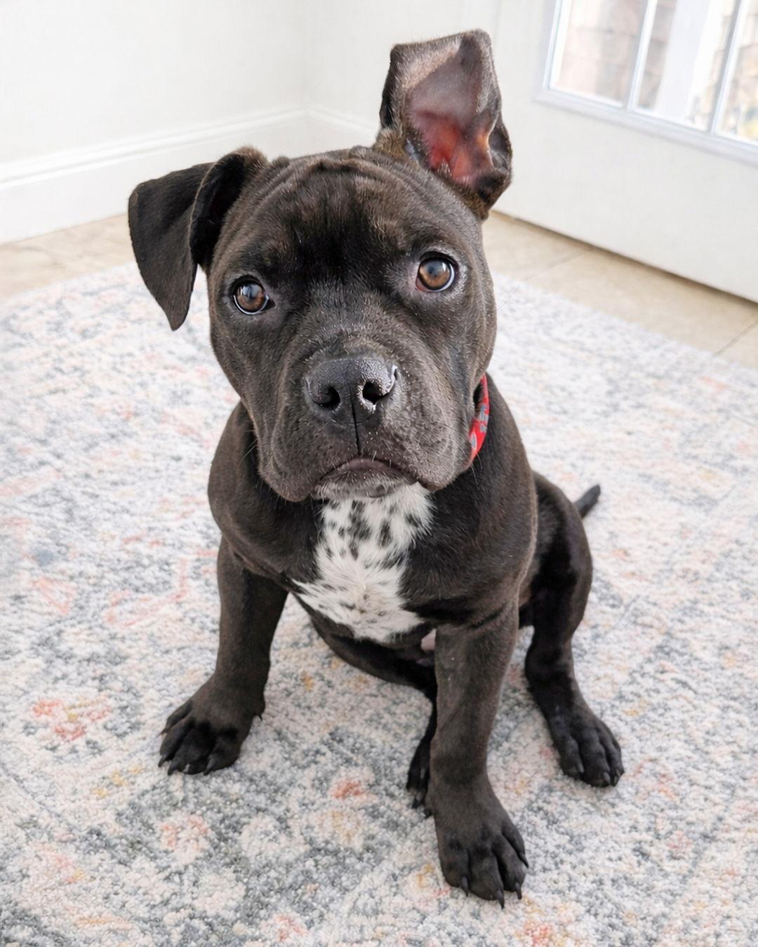 Enlarge Baby Groot, a Adopted mixed breed in Westminster, MA image 2/3