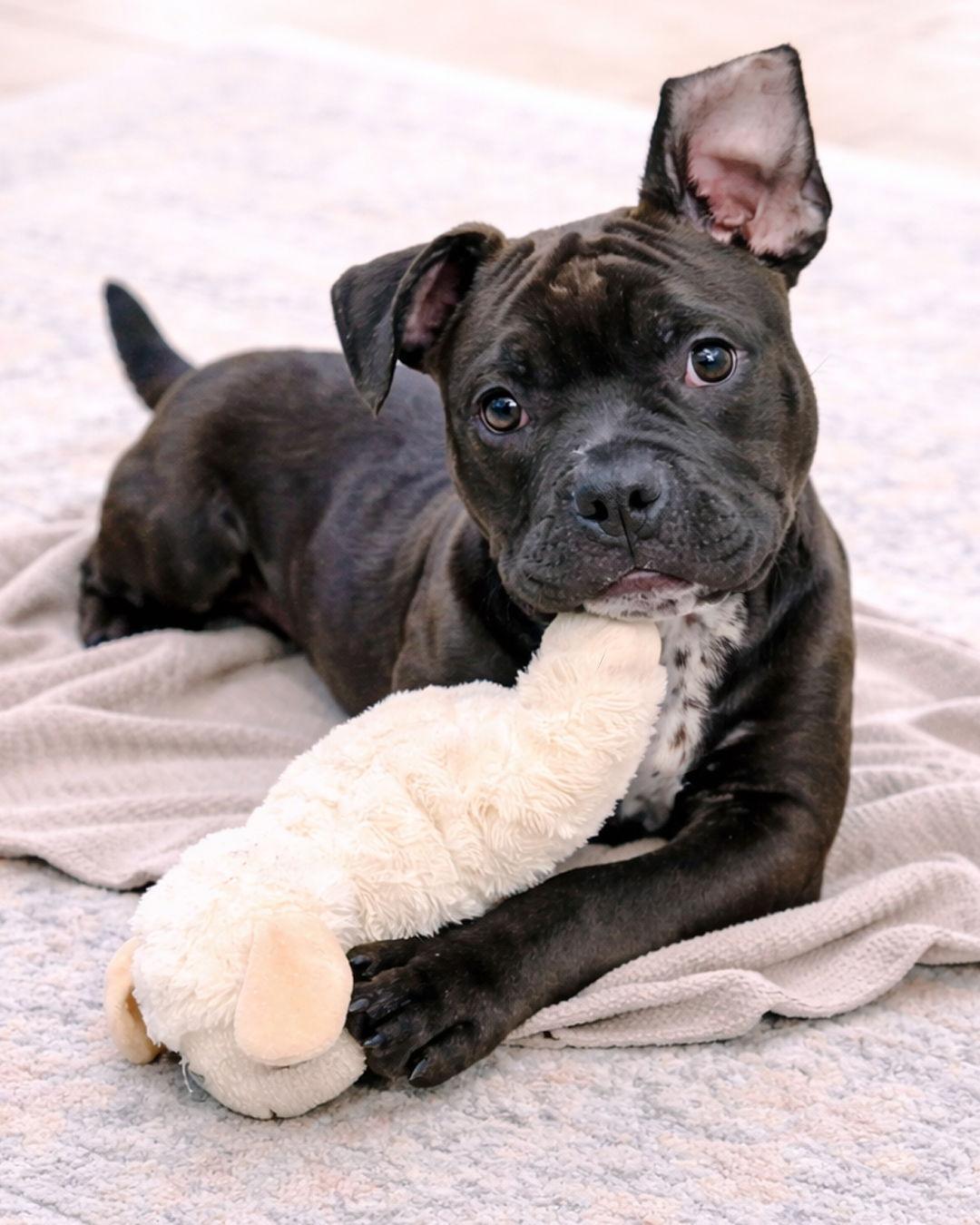 Enlarge Baby Groot, a Adopted mixed breed in Westminster, MA image 3/3