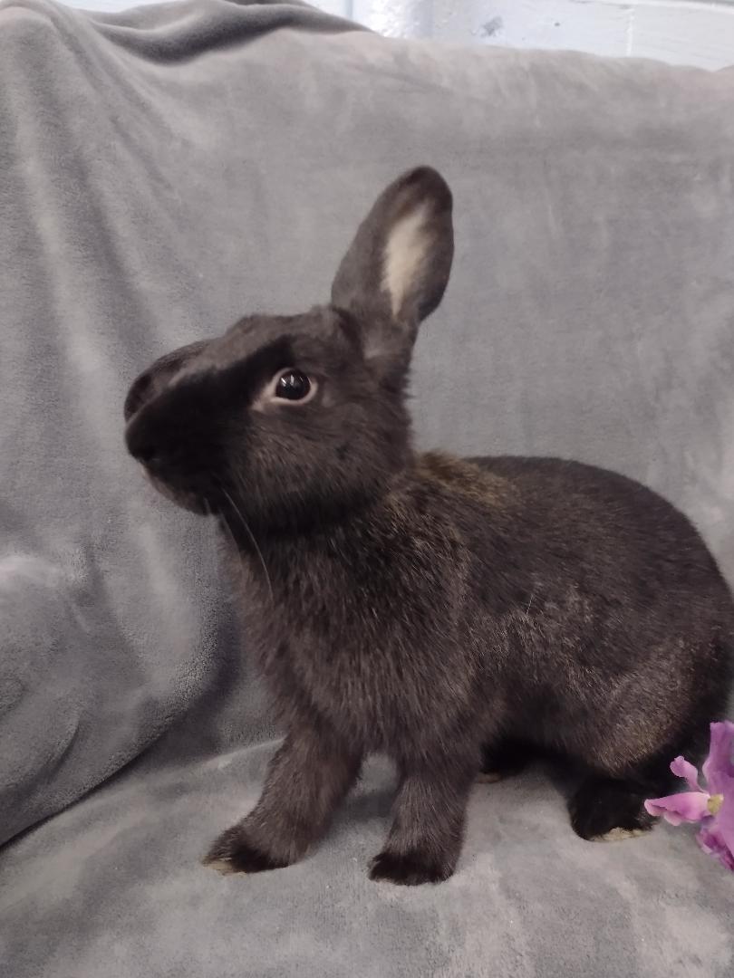 Enlarge Minerva, a ADOPTABLE Flemish Giant in Plymouth, MI image 1/5