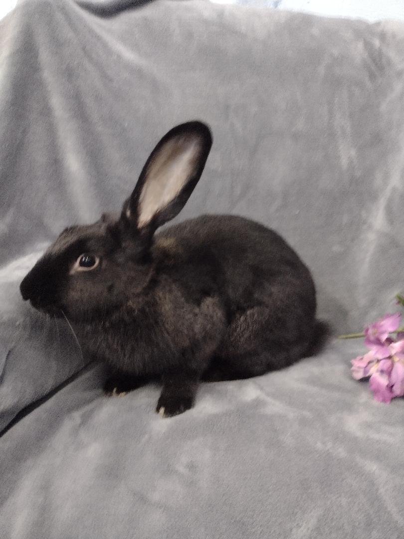Enlarge Minerva, a ADOPTABLE Flemish Giant in Plymouth, MI image 2/5